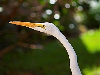 Flamingo 1